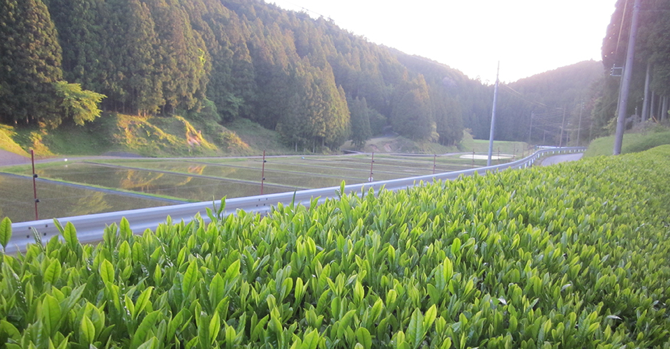 鈴木製茶 ｜愛知県新城市 ｜ 有機栽培のお茶